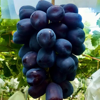 志村葡萄研究所ブラックシャインマスカット